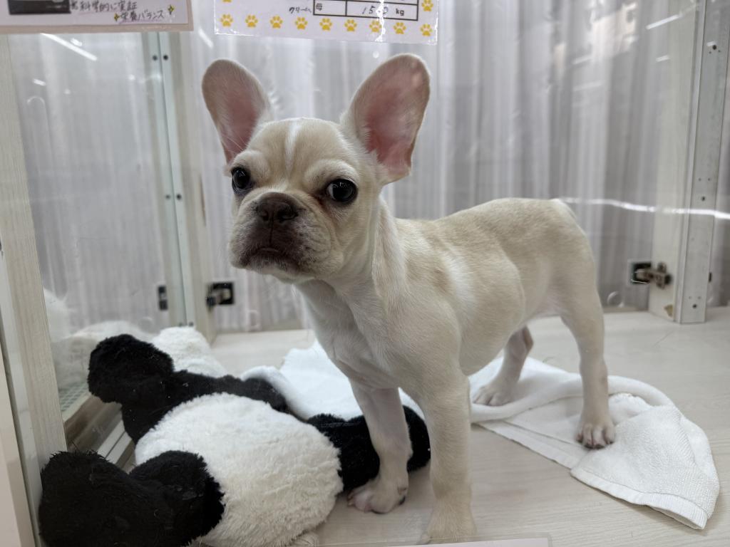 茨城県のフレンチブルドッグ (OneBuddy常陸大宮店/2025年12月21日生まれ/女の子/クリーム)の子犬の2枚目の画像
