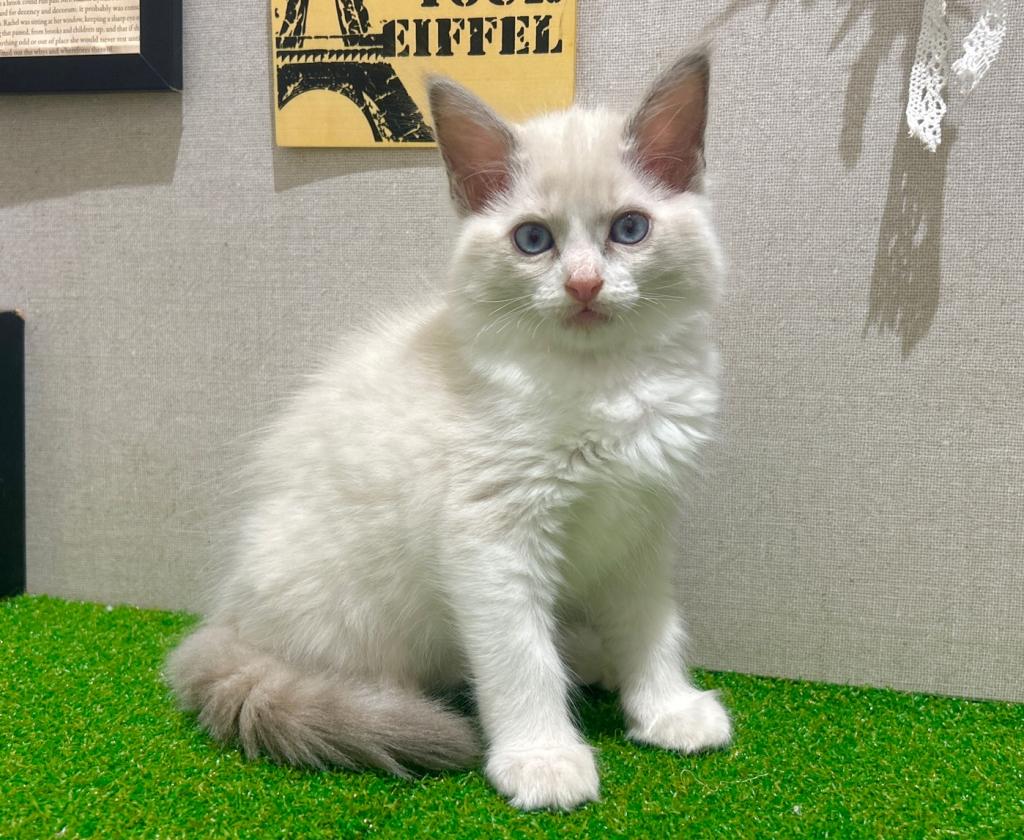 茨城県のラグドール (ペッツワン水戸店/2025年12月13日生まれ/女の子/ブルーポイントバイカラー)の子猫の1枚目の画像