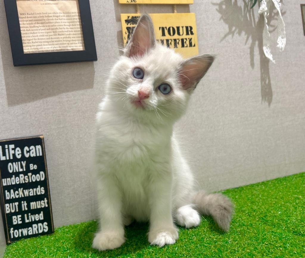 茨城県のラグドール (ペッツワン水戸店/2025年12月13日生まれ/女の子/ブルーポイントバイカラー)の子猫の3枚目の画像