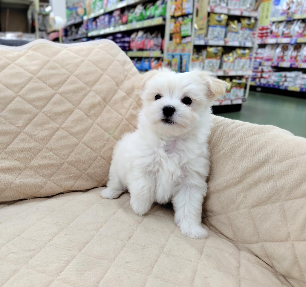茨城県のチワマル/マルチワ(チワワ×マルチーズ) (OneBuddyトモニー水戸店/2026年1月17日生まれ/男の子/クリーム)の子犬