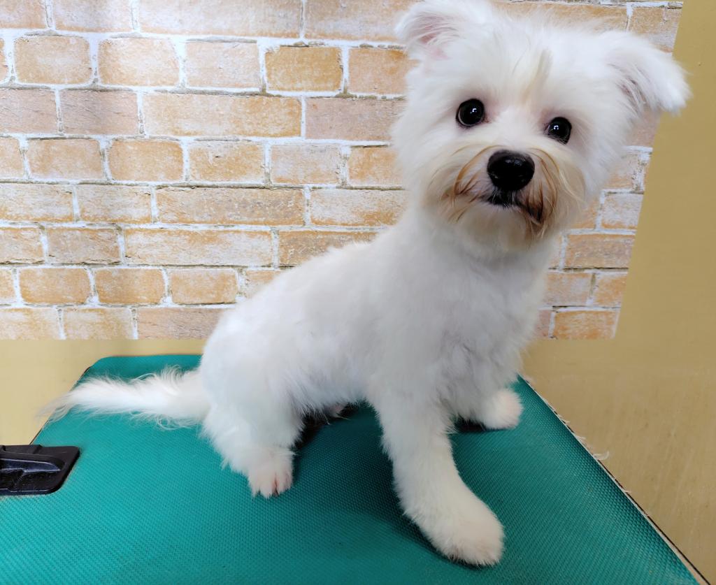 茨城県のハーフ犬・ミックス犬 (OneBuddyトモニー水戸店/2026年1月17日生まれ/男の子/クリーム)の子犬の4枚目の画像