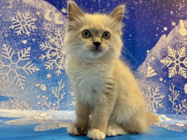 栃木県のラグドール (ペッツワン小山店/2025年12月7日生まれ/女の子/ブルーポイントミテッド)の子猫の1枚目の画像