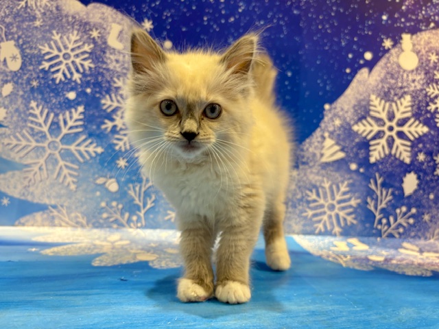 栃木県のラグドール (ペッツワン小山店/2025年12月7日生まれ/女の子/ブルーポイントミテッド)の子猫の3枚目の画像