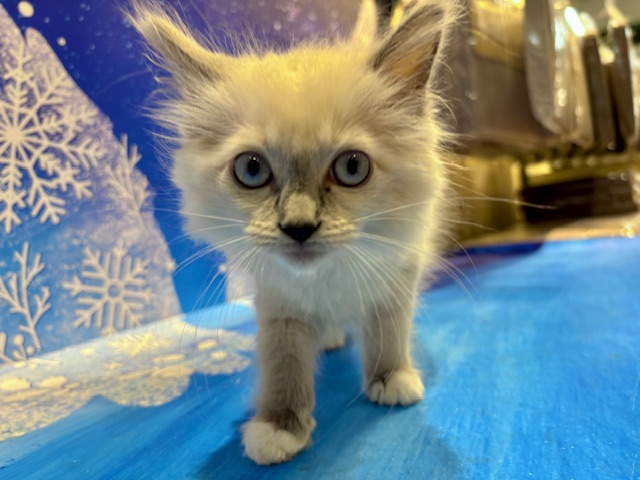 栃木県のラグドール (ペッツワン小山店/2025年12月7日生まれ/女の子/ブルーポイントミテッド)の子猫の4枚目の画像