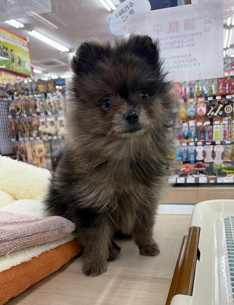北海道のポメラニアン (ジャパンペッツトレーディング屯田店/2025年12月31日生まれ/男の子/ブルーマール)の子犬の3枚目の画像