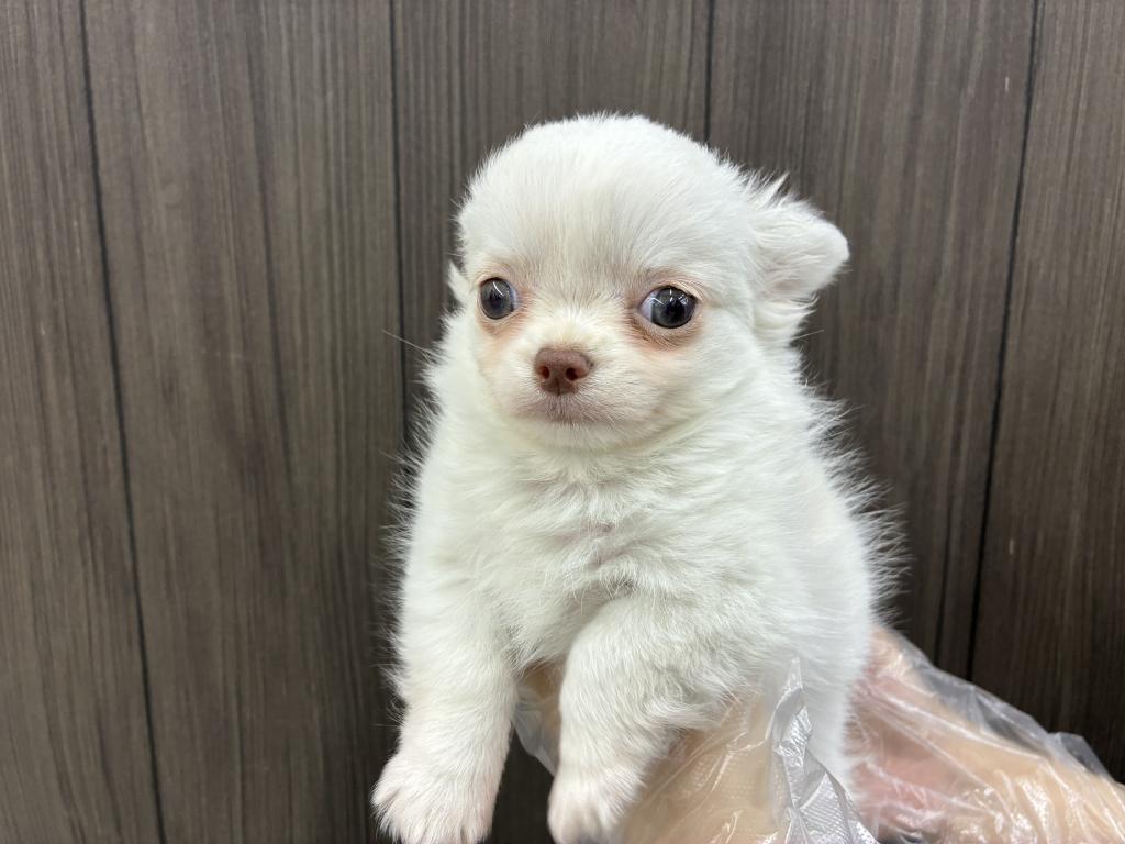 北海道のチワワ(ロング) (ジャパンペッツトレーディング音更店/2025年12月17日生まれ/男の子/ホワイトクリーム)の子犬