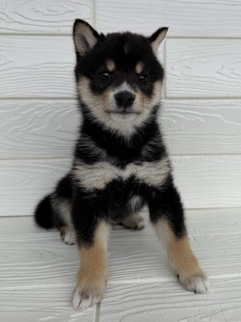 埼玉県の豆柴 (ペットプラザ草加松原店/2025年12月20日生まれ/男の子/黒)の子犬の1枚目の画像