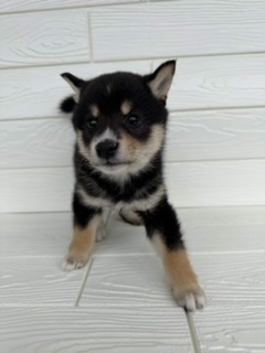 埼玉県の豆柴 (ペットプラザ草加松原店/2025年12月20日生まれ/男の子/黒)の子犬の2枚目の画像