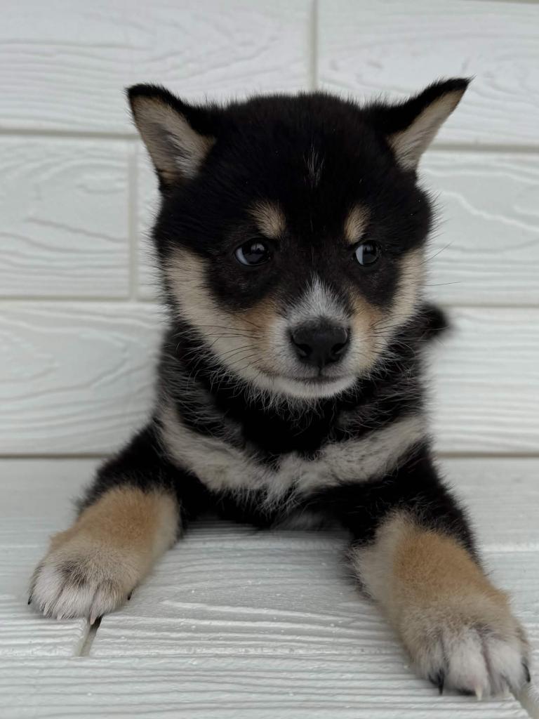 埼玉県の豆柴 (ペットプラザ草加松原店/2025年12月20日生まれ/男の子/黒)の子犬の4枚目の画像