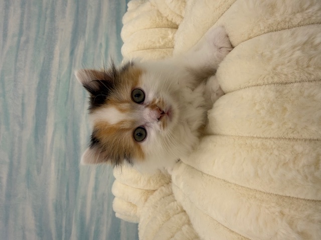 2026年1月23日生まれのサイベリアン