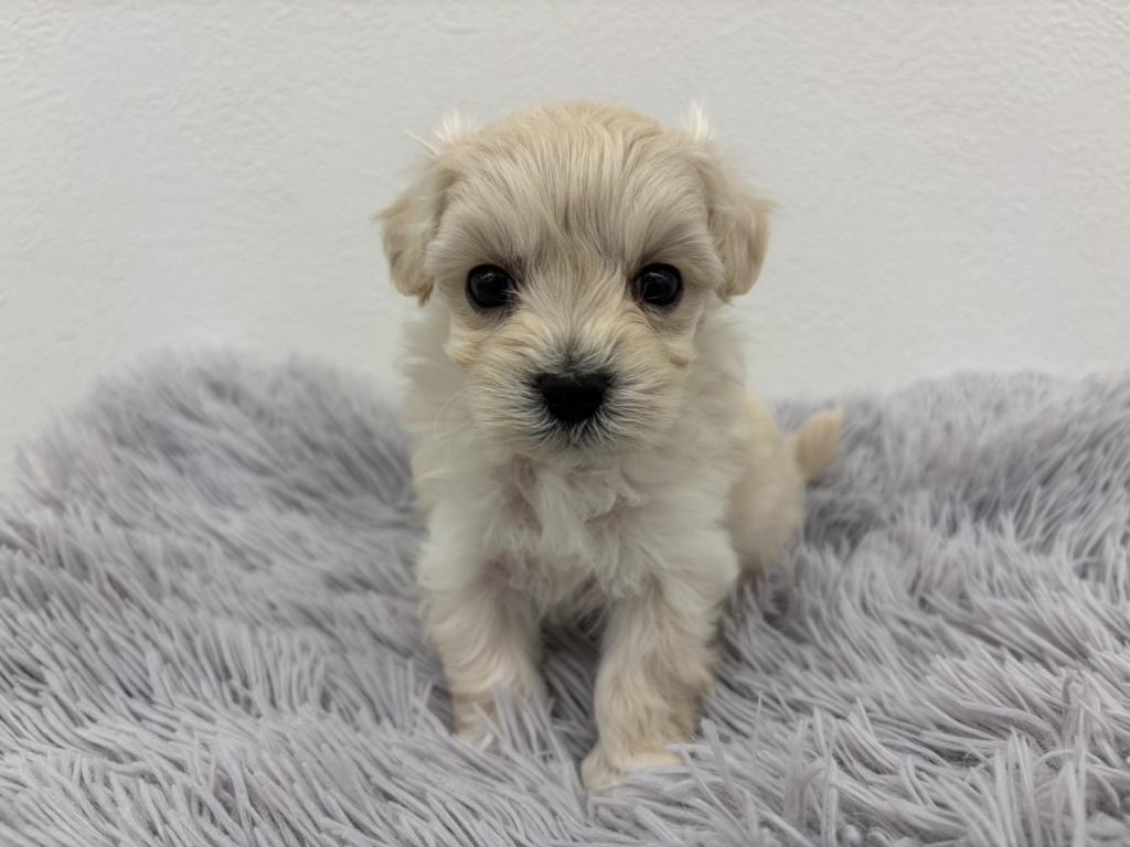 埼玉県のハーフ犬・ミックス犬 (ペットプラザ越谷大里店/2026年3月11日生まれ/男の子/アプリコット)の子犬の1枚目の画像