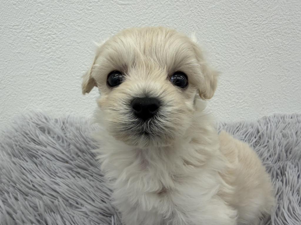 埼玉県のハーフ犬・ミックス犬 (ペットプラザ越谷大里店/2026年3月11日生まれ/男の子/アプリコット)の子犬の2枚目の画像