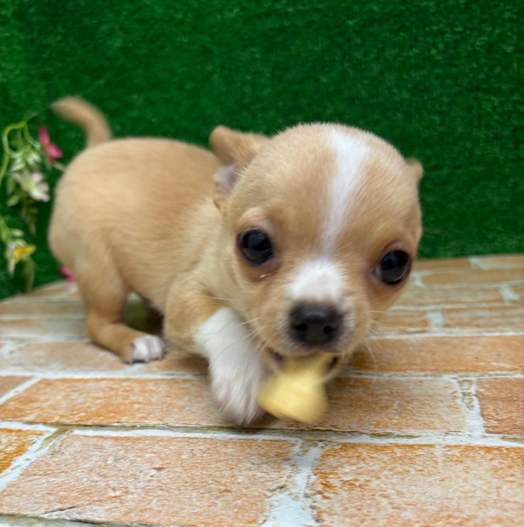 栃木県のハーフ犬・ミックス犬 (ペットアミ鹿沼店/2025年12月21日生まれ/男の子/クリームホワイト)の子犬