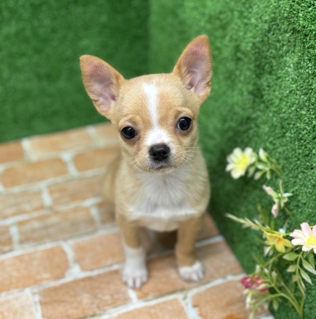 栃木県のハーフ犬・ミックス犬 (ペットアミ鹿沼店/2025年12月21日生まれ/男の子/クリームホワイト)の子犬の1枚目の画像