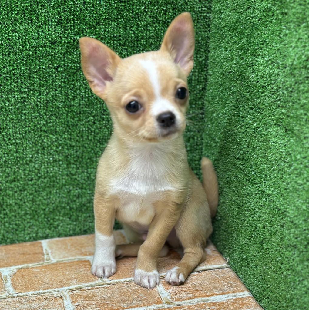 栃木県のハーフ犬・ミックス犬 (ペットアミ鹿沼店/2025年12月21日生まれ/男の子/クリームホワイト)の子犬の2枚目の画像