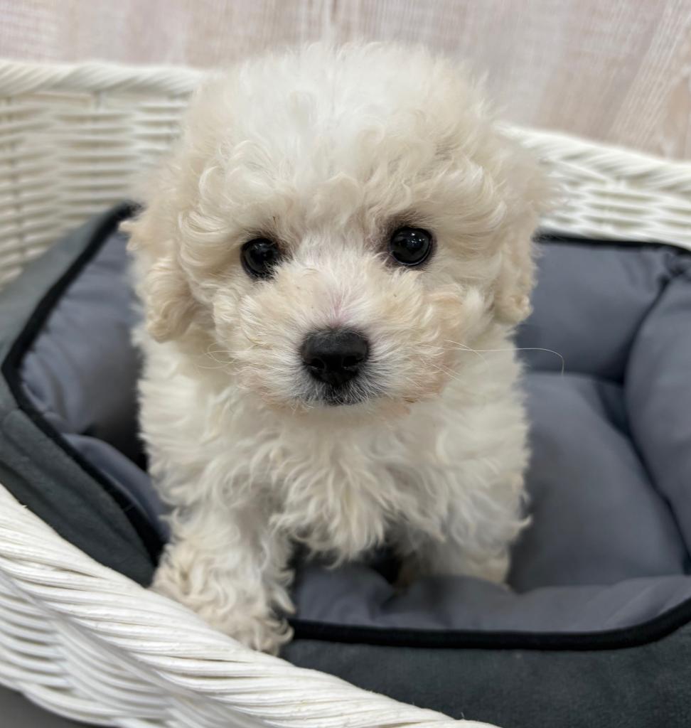 栃木県のボロニーズ (OneBuddy宇都宮店/2026年1月2日生まれ/男の子/ホワイト)の子犬