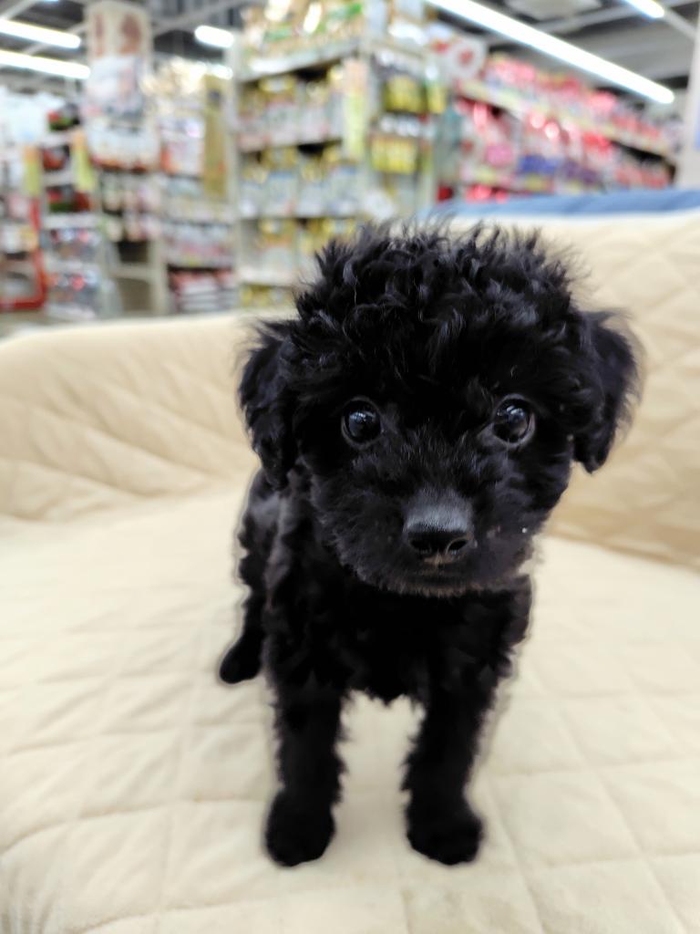 茨城県のダップー(ダックス×プードル) (OneBuddyトモニー水戸店/2026年1月17日生まれ/女の子/その他色)の子犬