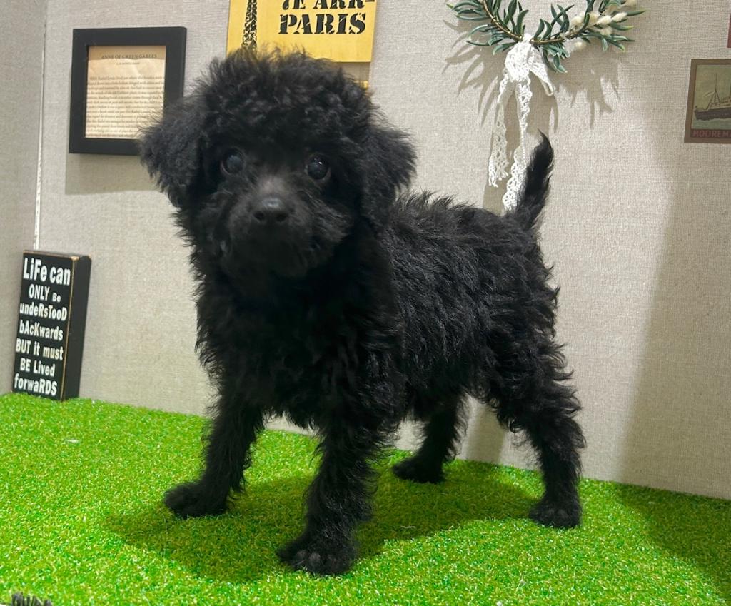 茨城県のダップー(ダックス×プードル) (ペッツワン水戸店/2026年1月17日生まれ/女の子/その他色)の子犬の2枚目の画像