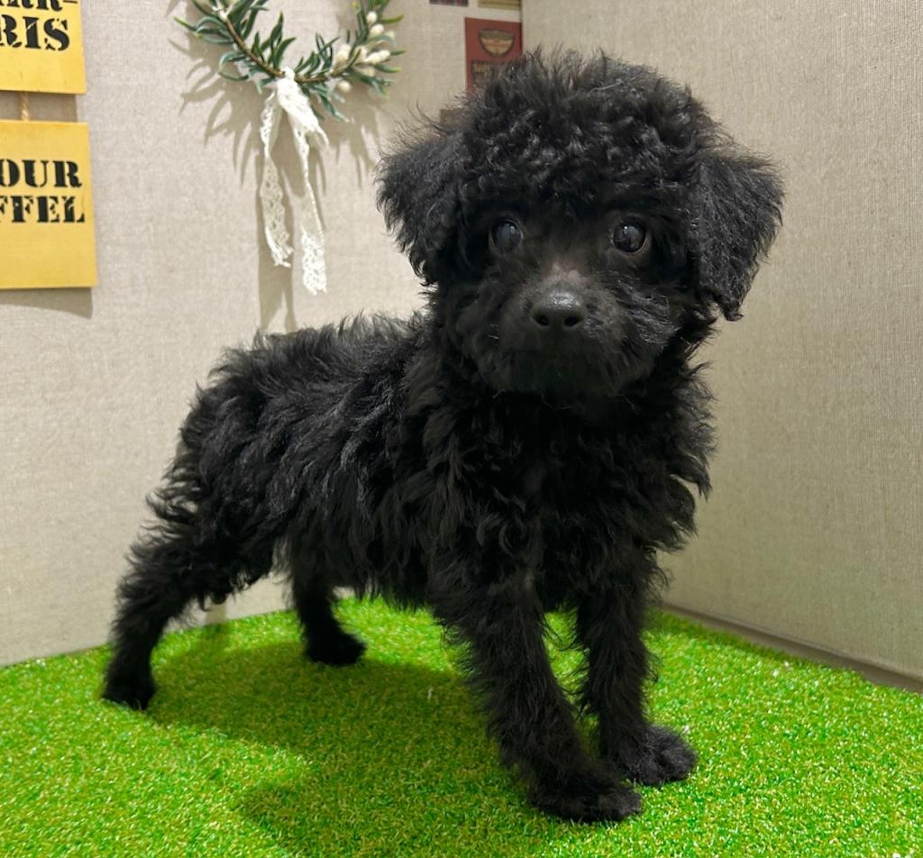 茨城県のダップー(ダックス×プードル) (ペッツワン水戸店/2026年1月17日生まれ/女の子/その他色)の子犬の3枚目の画像