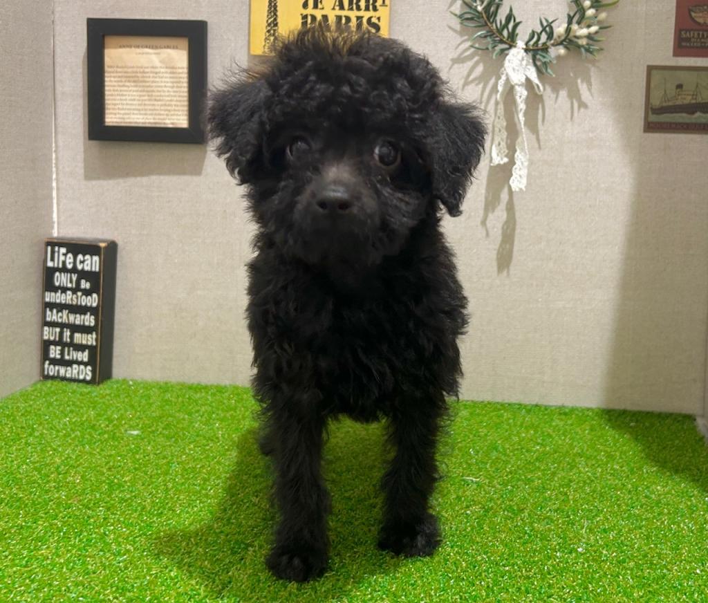 茨城県のダップー(ダックス×プードル) (ペッツワン水戸店/2026年1月17日生まれ/女の子/その他色)の子犬の4枚目の画像