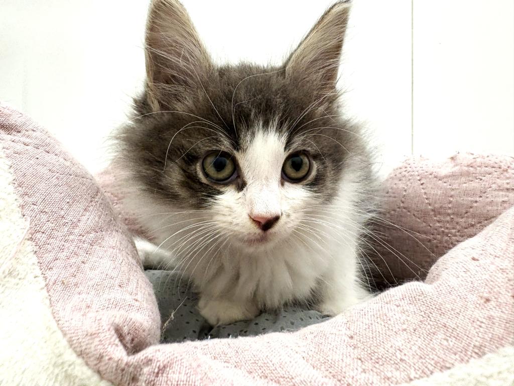 栃木県のノルウェージャンフォレストキャット (ペッツワン宇都宮平出店/2025年12月20日生まれ/男の子/ブルータビーホワイト)の子猫の2枚目の画像