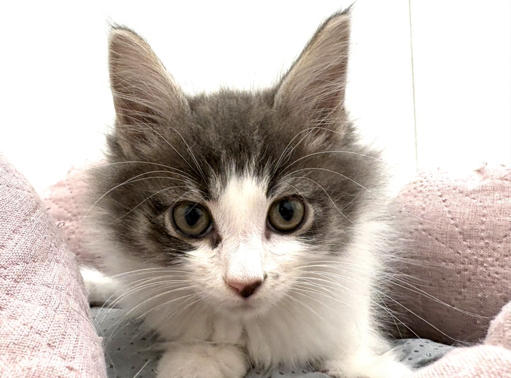 栃木県のノルウェージャンフォレストキャット (ペッツワン宇都宮平出店/2025年12月20日生まれ/男の子/ブルータビーホワイト)の子猫の3枚目の画像