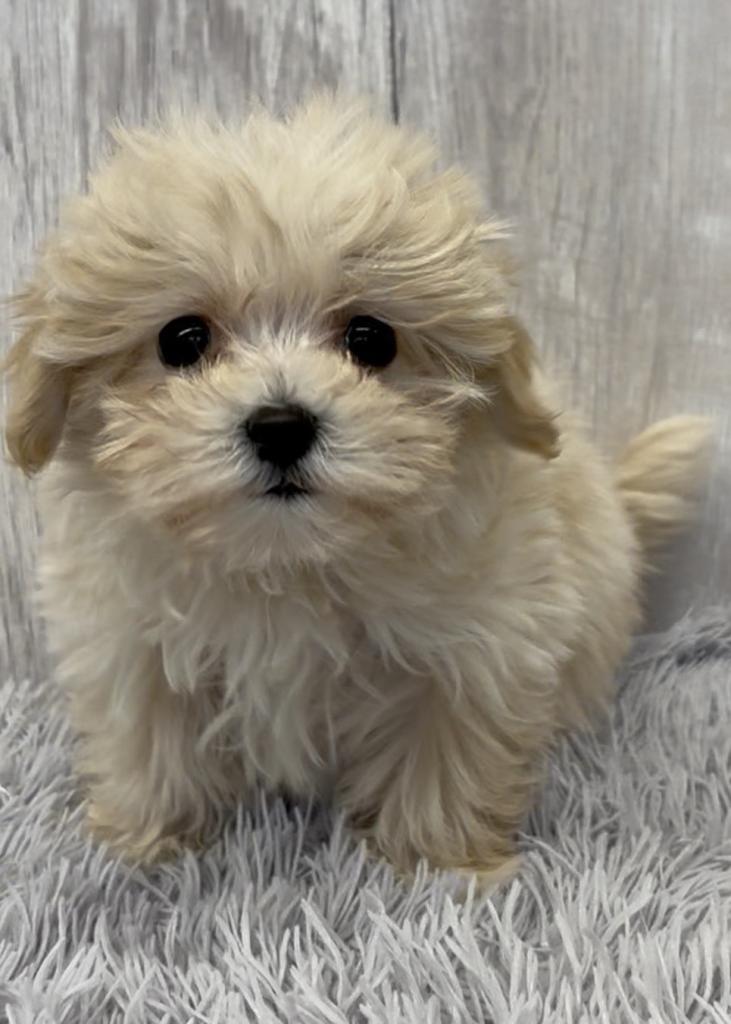 埼玉県のマルプー(マルチーズ×プードル) (ペットプラザ越谷大里店/2025年12月6日生まれ/女の子/クリーム)の子犬の2枚目の画像