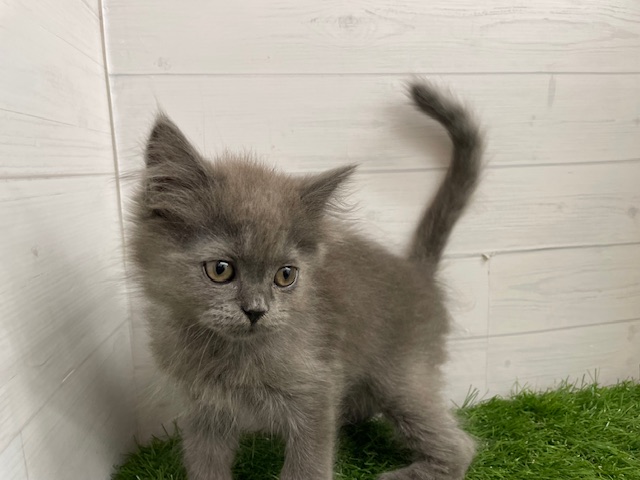 茨城県のブリティッシュロングヘアー (ペッツワン日立店/2025年12月14日生まれ/男の子/ブルー)の子猫