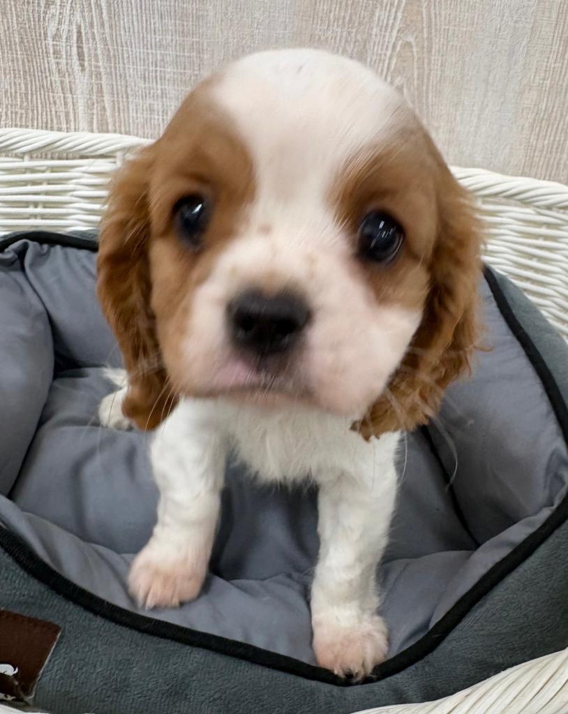 栃木県のキャバリアキングチャールズスパニエル (OneBuddy宇都宮店/2026年1月3日生まれ/男の子/ブレンハイム)の子犬