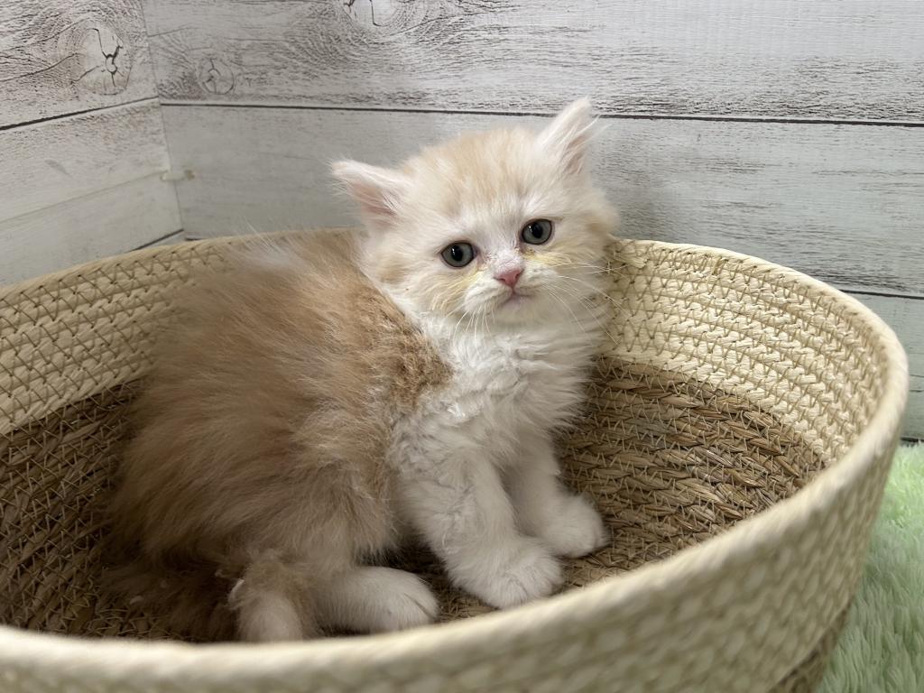 茨城県のラガマフィン (OneBuddyトモニーつくば店/2025年12月20日生まれ/男の子/クリームタビーホワイト)の子猫の1枚目の画像