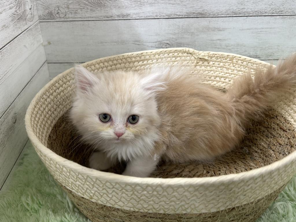 茨城県のラガマフィン (OneBuddyトモニーつくば店/2025年12月20日生まれ/男の子/クリームタビーホワイト)の子猫の2枚目の画像