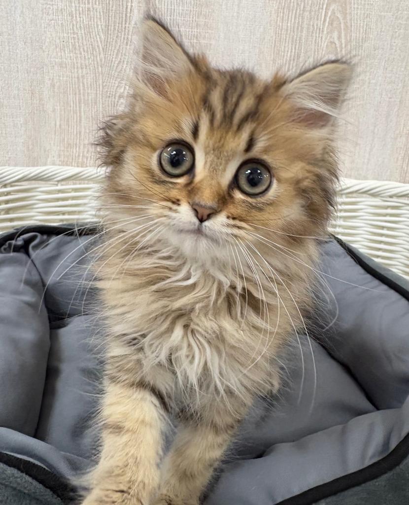 2026年1月3日生まれのペルシャ