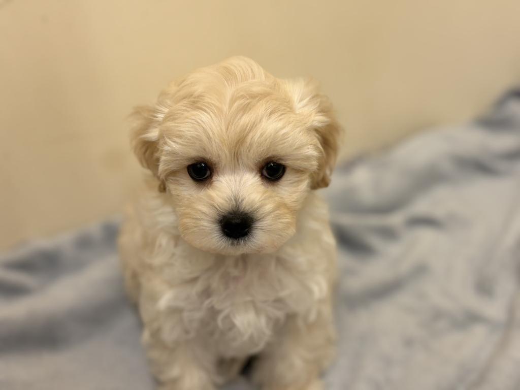 埼玉県のマルプー(マルチーズ×プードル) (ペットプラザ越谷大里店/2026年1月25日生まれ/女の子/クリーム)の子犬の1枚目の画像