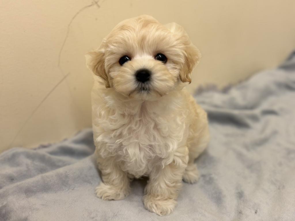 埼玉県のマルプー(マルチーズ×プードル) (ペットプラザ越谷大里店/2026年1月25日生まれ/女の子/クリーム)の子犬の2枚目の画像