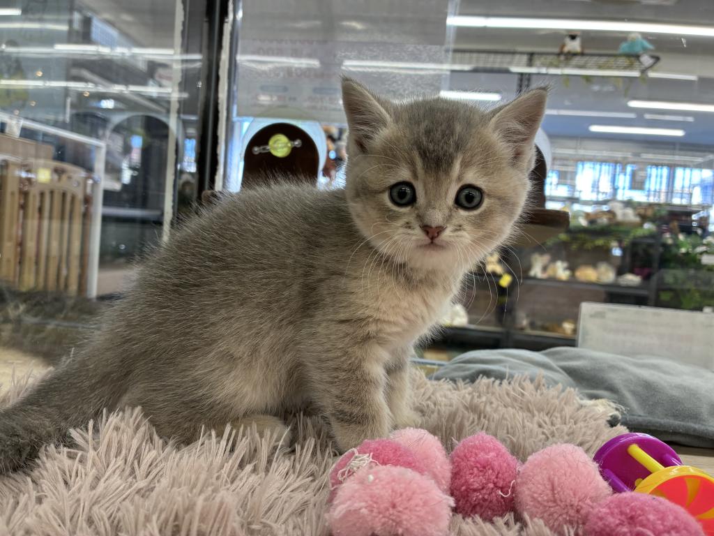 北海道のブリティッシュショートヘアー (ジャパンペッツトレーディング新発寒店/2026年1月4日生まれ/女の子/ブルーゴールデン)の子猫の2枚目の画像