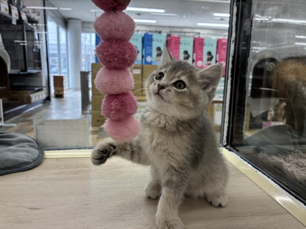 北海道のブリティッシュショートヘアー (ジャパンペッツトレーディング新発寒店/2026年1月4日生まれ/女の子/ブルーゴールデン)の子猫の3枚目の画像