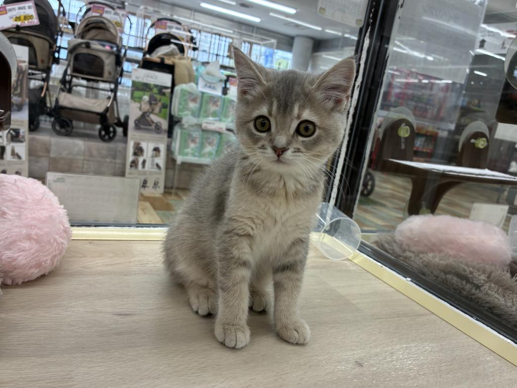 北海道のブリティッシュショートヘアー (ジャパンペッツトレーディング新発寒店/2026年1月4日生まれ/女の子/ブルーゴールデン)の子猫の4枚目の画像