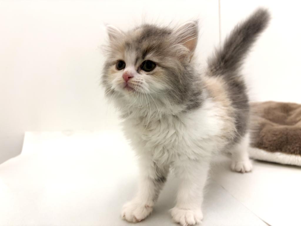 栃木県のラガマフィン (ペッツワン宇都宮平出店/2026年1月3日生まれ/女の子/ダイリュートキャリコ)の子猫の2枚目の画像