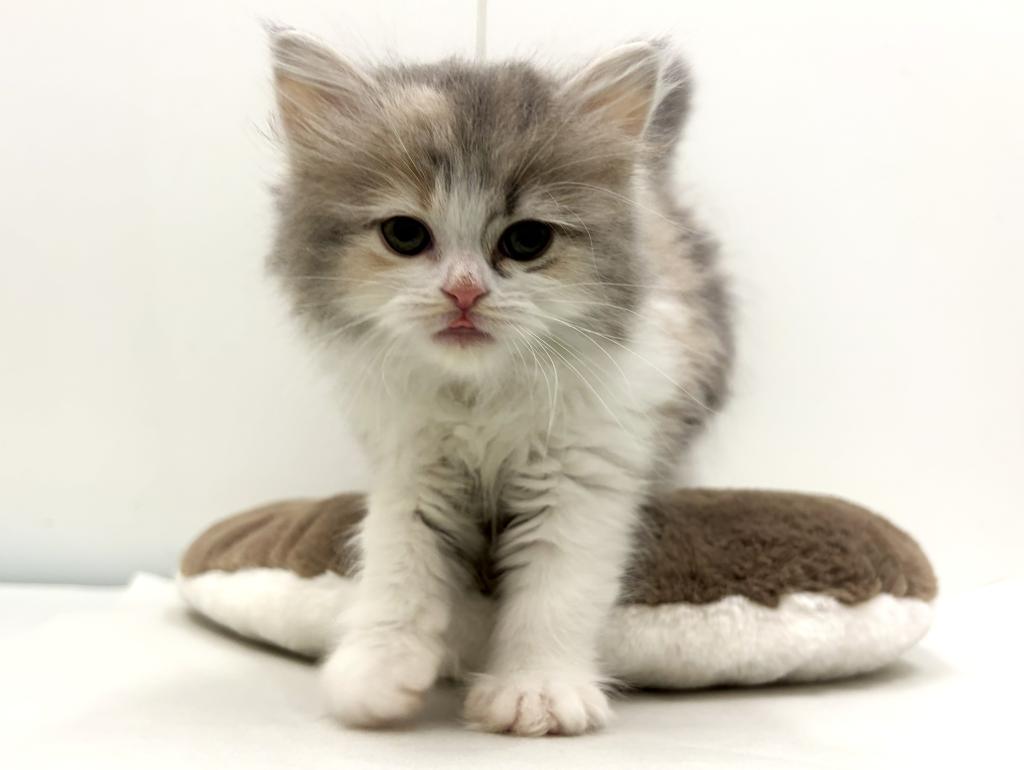 栃木県のラガマフィン (ペッツワン宇都宮平出店/2026年1月3日生まれ/女の子/ダイリュートキャリコ)の子猫の3枚目の画像