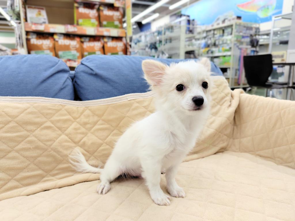 茨城県のチワワ(ロング) (OneBuddyトモニー水戸店/2025年12月1日生まれ/男の子/ホワイトクリーム)の子犬の2枚目の画像