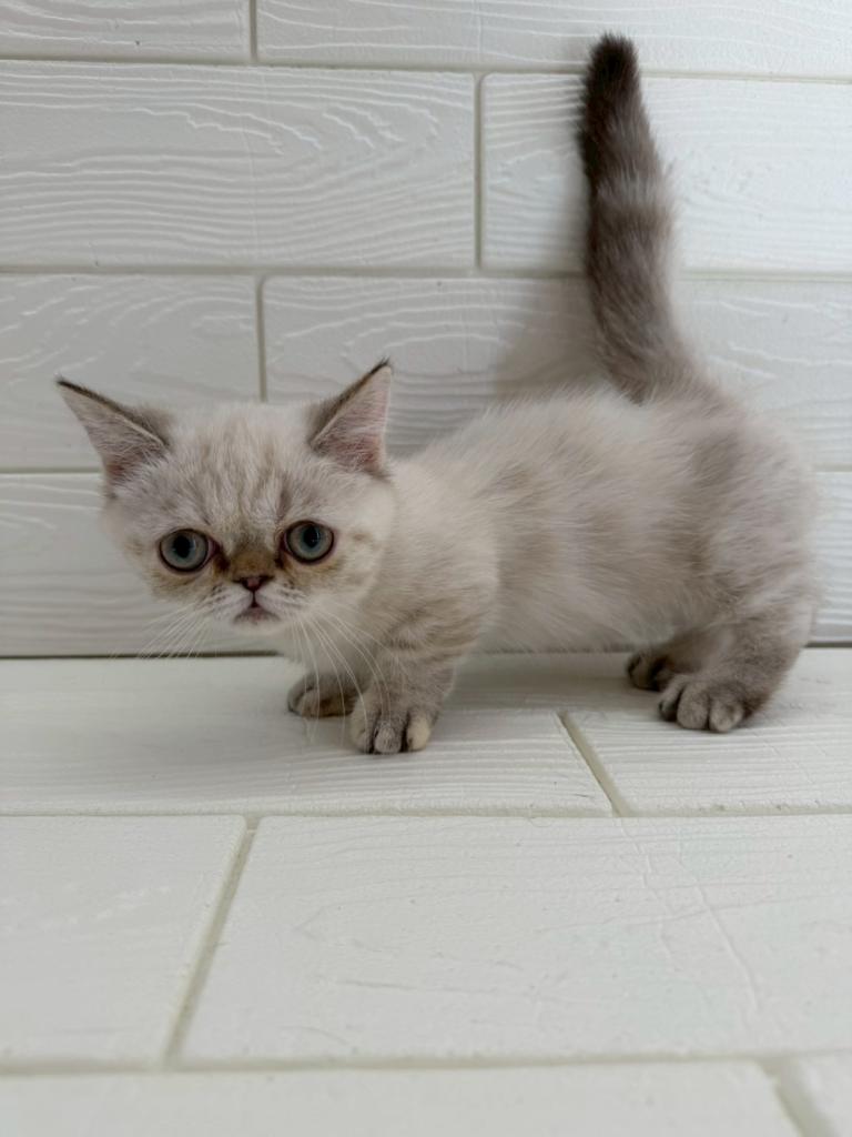 埼玉県のミヌエット (ペットプラザ草加松原店/2026年1月11日生まれ/女の子/シールタビーポイント)の子猫