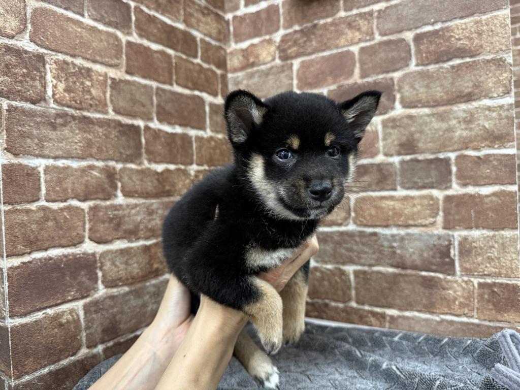 茨城県の柴犬(標準サイズ) (OneBuddy常陸大宮店/2026年1月3日生まれ/男の子/黒)の子犬
