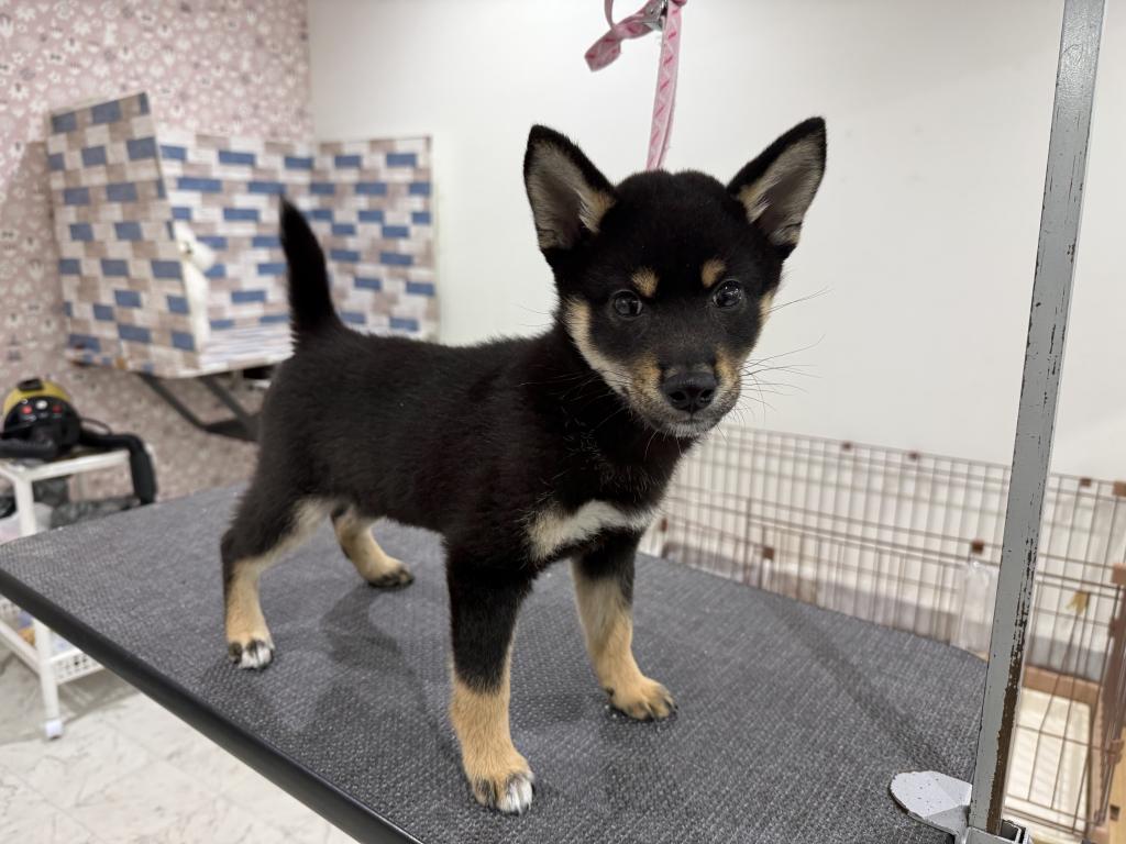 茨城県の柴犬(標準サイズ) (OneBuddy常陸大宮店/2026年1月3日生まれ/男の子/黒)の子犬の2枚目の画像