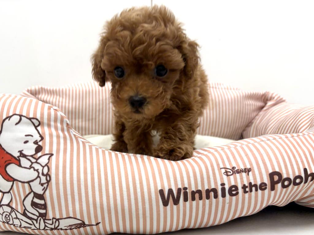 栃木県のトイプードル(トイ) (ペッツワン宇都宮平出店/2026年1月3日生まれ/男の子/レッド)の子犬の2枚目の画像