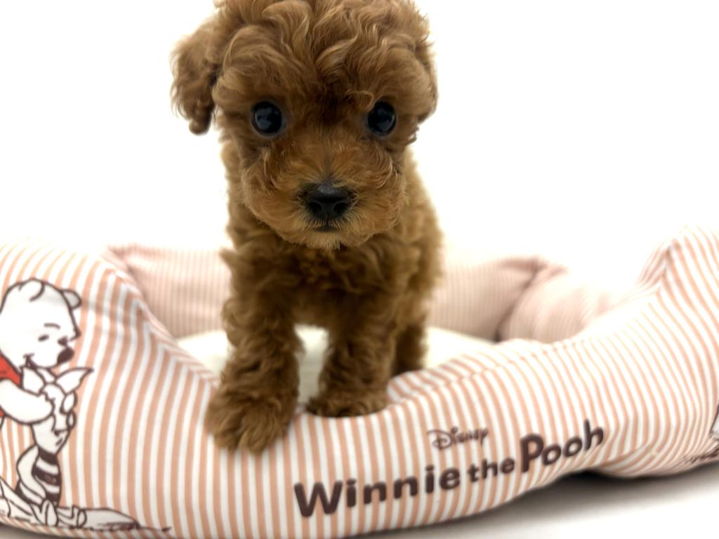 栃木県のトイプードル(トイ) (ペッツワン宇都宮平出店/2026年1月3日生まれ/男の子/レッド)の子犬の3枚目の画像