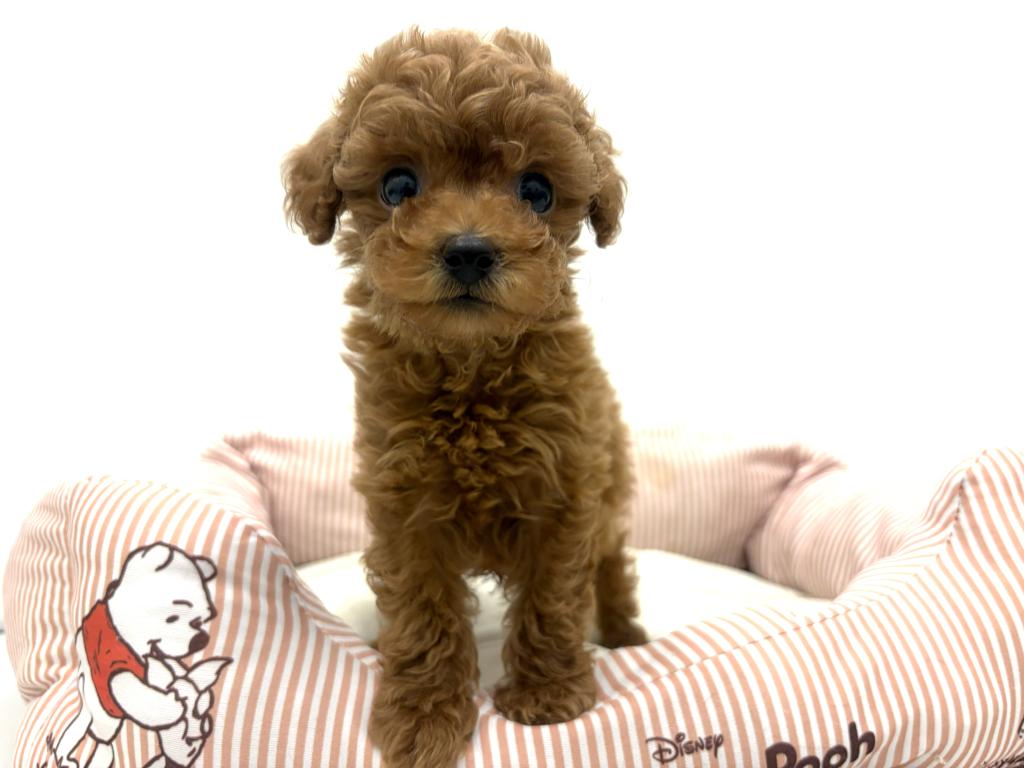 栃木県のトイプードル(トイ) (ペッツワン宇都宮平出店/2026年1月3日生まれ/男の子/レッド)の子犬の1枚目の画像