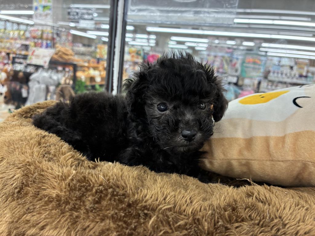 北海道のトイプードル(トイ) (ジャパンペッツトレーディング新発寒店/2026年1月10日生まれ/女の子/シルバー)の子犬