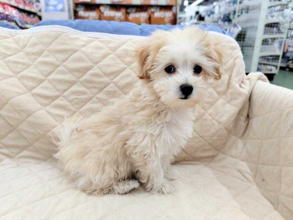 茨城県のハーフ犬・ミックス犬 (OneBuddyトモニー水戸店/2025年12月25日生まれ/男の子/アプリコット)の子犬の2枚目の画像