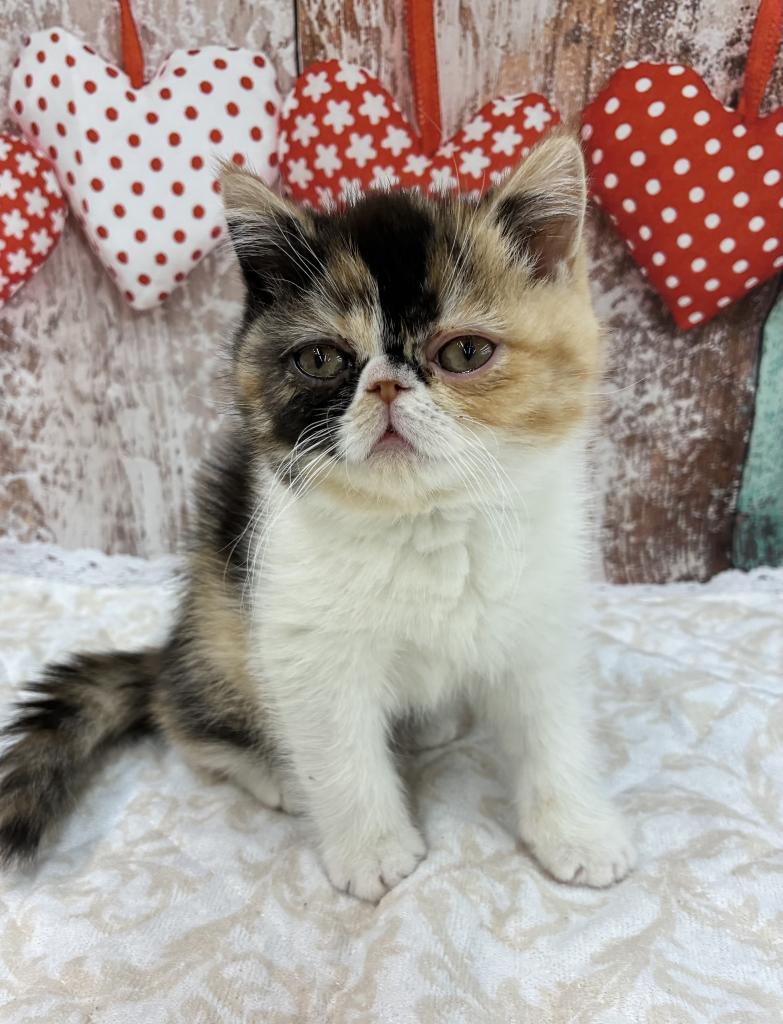 北海道のエキゾチック (ジャパンペッツトレーディング伏古店/2026年1月2日生まれ/女の子/キャリコ)の子猫の1枚目の画像