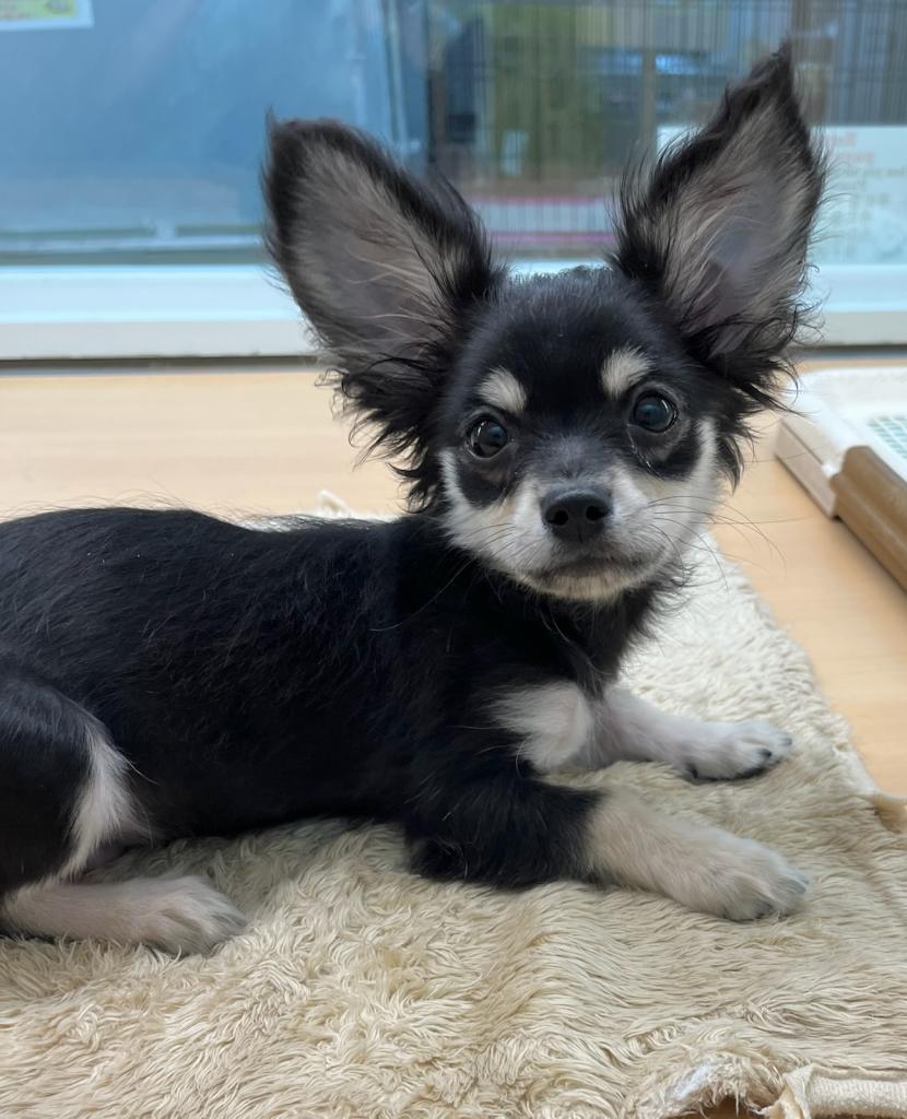 静岡県のチワックス(チワワ×ダックス) (ペットアミ吉田店/2025年12月30日生まれ/男の子/ブラックタン)の子犬の1枚目の画像